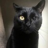 Логотип телеграм канала @govnoooebannoe — сиськи письки кокашки
