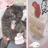 Логотип телеграм канала @goygoygooo — сэм мияявка🐾🍰