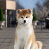 لوگوی کانال تلگرام gradondogs — ⲠⳘⲦⲞⲘⲎⳘⲔ ⲤⲞⳜⲀⲔ