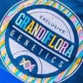 Logo saluran telegram grandifloraglobbal — Grandiflora Genetics