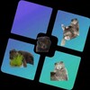 Логотип телеграм канала @grayroblox — Roblox - MeowStrap