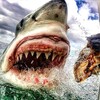 Logo of telegram channel greatwhitesharkies — Great White Shark