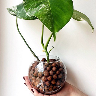 Логотип телеграм канала @green_me_back — Green_me_back