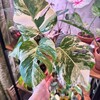 Логотип телеграм канала @green_habit — Юлия Снегирева 🌱Личная коллекция