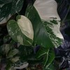 Логотип телеграм канала @green_obsessions — Зелёные обсессии Дианы