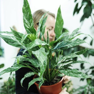 Логотип телеграм канала @greeneryhome — GreeneryHome