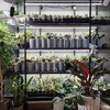 Логотип телеграм канала @greengirlsgang — Зелёная банда