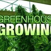 Logo of telegram channel greenhouse420growing — The exotic green house growing