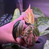 Логотип телеграм канала @greenhouse763_1 — Green House💚