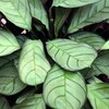 Логотип телеграм канала @greenpalchikki — Зелёные пальчики🌱 Комнатные растения. Сад и огород
