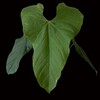 Логотип телеграм канала @greenplantation — Green Plantation : джунгли дома 🪴