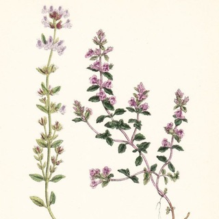 Логотип телеграм канала @greenshores — Зеленые берега