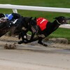Logo of telegram channel greyhoundresults — TK Greyhound Results 🥇🥈🥉