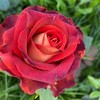 Логотип телеграм канала @grfeya — Тепличная фея