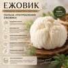 Логотип телеграм канала @gribnica2026 — Gribnica | Гребенчатый ежовик 🍄