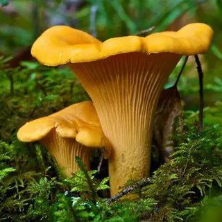 Логотип телеграм канала @gribynso — 🍄🍁🌲Грибы Сибири🌲🍁🍄