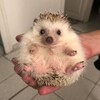 Логотип телеграм канала @grigder666 — ГРИГДЕР НА СВЯЗИ
