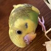Логотип телеграм канала @grishkagrib — ГРИШКА ГРИБ говорящий попугай