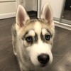 Логотип телеграм канала @grovsyanka — Гром и Овсянка