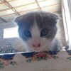 Логотип телеграм канала @gryaznylu — котята свинотыши
