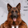 Логотип телеграм канала @gsd_males — Производители н/о | Немецкие овчарки - кобели GSD