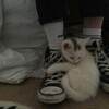 Логотип телеграм канала @gsfakee — Голосовые для фейков