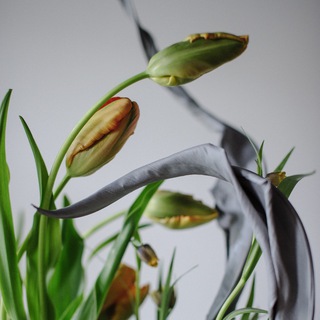 Логотип телеграм канала @gsflowers_wallpaper — Зелёная Симфония. Gsflowersstudio.