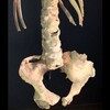 Логотип телеграм канала @guild_of_rheumatology — Гильдия ревматологов