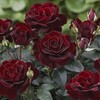 Telegram kanalining logotibi gullarrasmiii — 🌹 Gullar rasmi 🌹