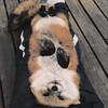 电报频道的标志 gvkorali — ᴋᴏrᴀ vi🎴