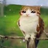 Логотип телеграм канала @gwkb82 — Брайн рисует