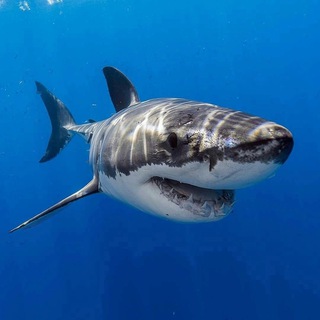 Логотип телеграм канала @gycci_25 — ПОЧЁМ ЛУК POIZON