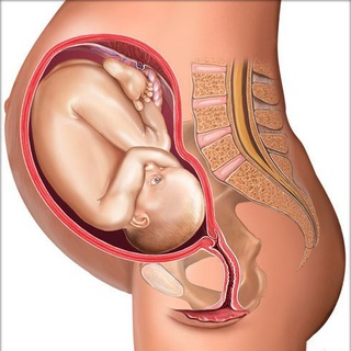 Логотип телеграм канала @gynecologylive — Акушерство и Гинекология