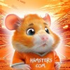 Логотип телеграм канала @h4msterscom — Hamsters com.