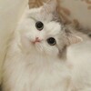 Telegram kanalining logotibi hadya_mushuklar_fargona — Hadya mushuklar 🐾