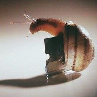 Логотип телеграм канала @haircorn — Schnecke