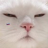 Логотип телеграм канала @hajimemes — Мемы с котами 🖤