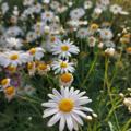 لوگوی کانال تلگرام hamsahanin — 🌼 همسة حنين 🌼