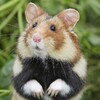 Logo of telegram channel hamster1955 — Silent Hamster