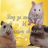 Логотип телеграм канала @hamster_shysha_anton — 🐹Уход за хомячками и морскими свинками🐹