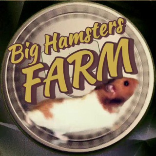 Логотип телеграм канала @hamsterd_farm — 🐹BIG HAMSTERS FARM🐹