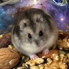 Логотип телеграм канала @hamsterrhome — Хомяк Ричард 🐹