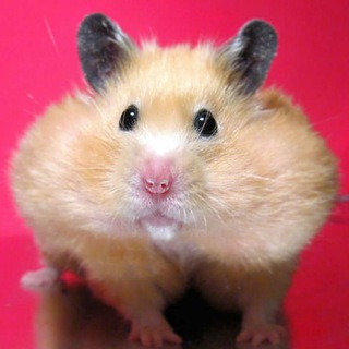 Logo del canale telegramma hamsterslover - Hamsters lover🐹