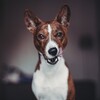 Логотип телеграм канала @hancock_the_dog — Hancock_the_dog