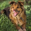 Логотип телеграм канала @happy_dolly — HAPPY_DOLLY 🐾💞🐾