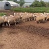 Telegram channel Organica Halal Lamb. logo