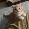 Логотип телеграм канала @happykittii — Смешные Китики