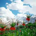 لوگوی کانال تلگرام harimeeshqso — هفت شهر عش؁‍ق ؏طار.... Rumi....