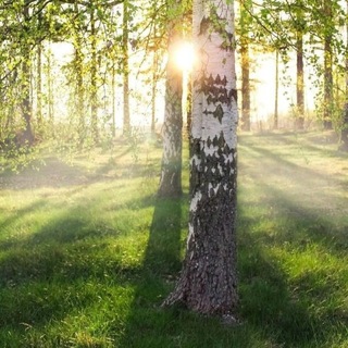 Логотип телеграм канала @harmony_forest — Гармония леса