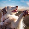 Логотип телеграм канала @harmonywithanimals1 — Они лучше чем мы